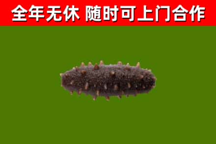 奇台回收海参干